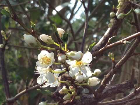 printemps